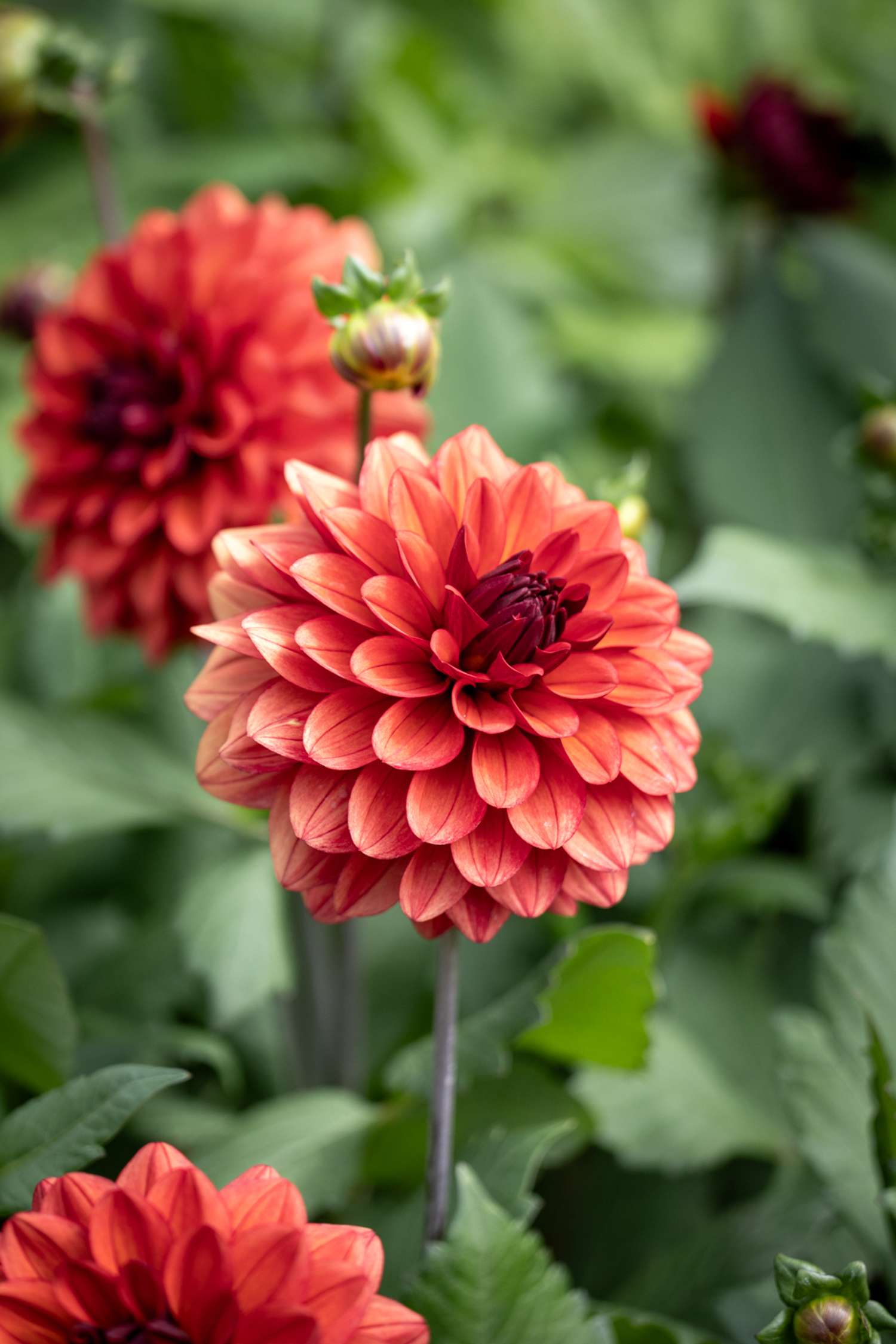 Dahlia 'Misses Miley'